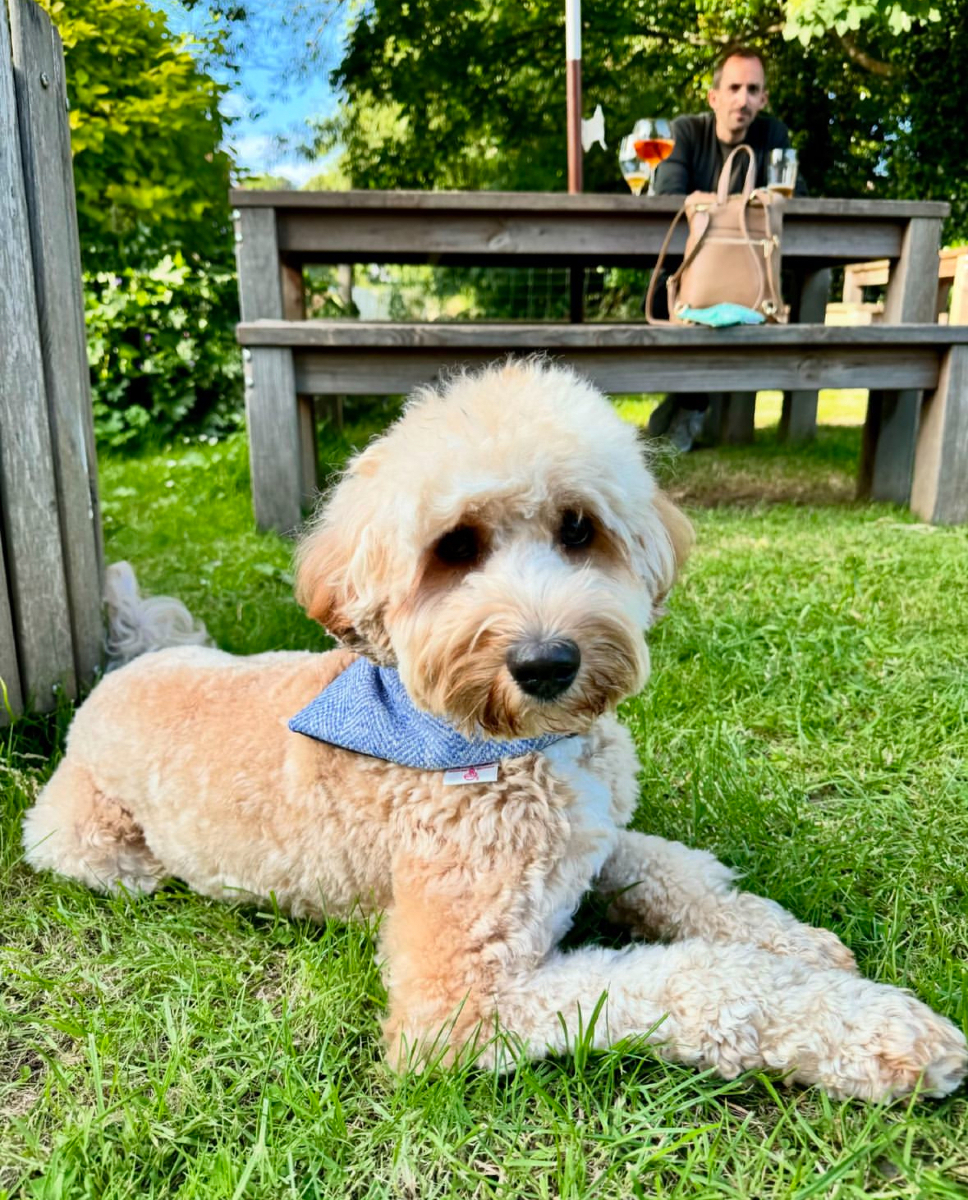 chilcottuk's tweet photo. Our luxury isn't just for humans! Even our adorable furry friends deserve the best. It's such a pleasure seeing your dogs stylish with our dog collection. Share your pup's best moments with our dog collection and tag us! 🐾 

📸: @montriond.ald 

 #ChilcottUK #DogCravat #UKDogs https://t.co/TFkCmpmD9J