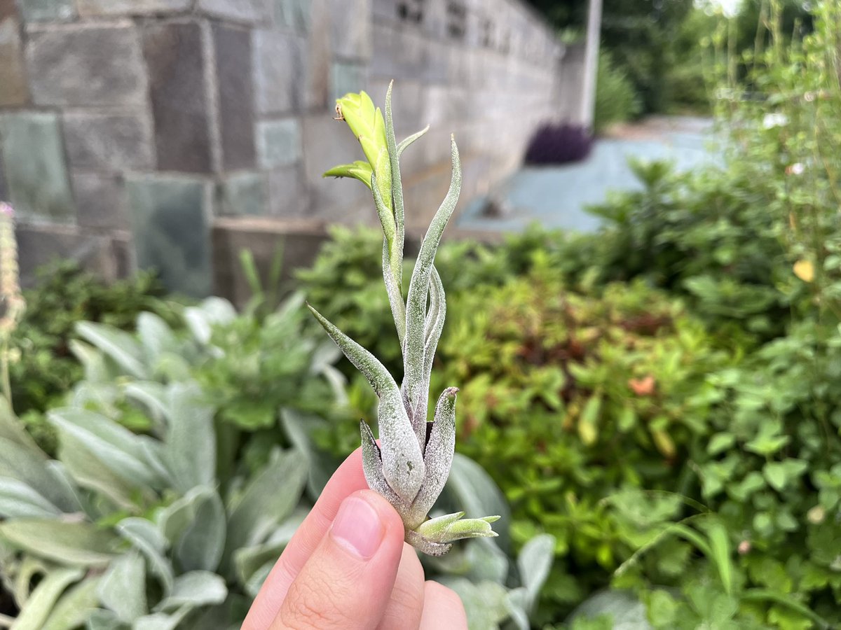 73KRayZu's tweet photo. 今年の春先に地元のモールのダイソーにて購入した花芽つき紫カプト🐍🪻、開花が終わり気づいたら可愛い子株が出てきたと同時に何の変哲もないただのカプトメデューサエに戻っていました‼️🤣 2024/7/10

#カプトメデューサエ #チランジア #エアプランツ #子株 #caputmedusae #tillandsia #airplants https://t.co/aUSzVhA4rh