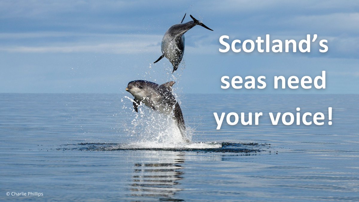 wwfscotland 🌍 (@wwfscotland) on Twitter photo Scotland's seas need your voice! 🌊
Together with <a href="/ScotLINK/">Scottish Environment LINK</a>, we're urging the Scottish Government to end 10 years of delays and properly protect Scotland’s marine protected areas.
Show your support by signing the petition: scotlink.org/action
#OceanRecoveryNow Scotland's seas need your voice! 🌊
Together with <a href="/ScotLINK/">Scottish Environment LINK</a>, we're urging the Scottish Government to end 10 years of delays and properly protect Scotland’s marine protected areas.
Show your support by signing the petition: scotlink.org/action
#OceanRecoveryNow