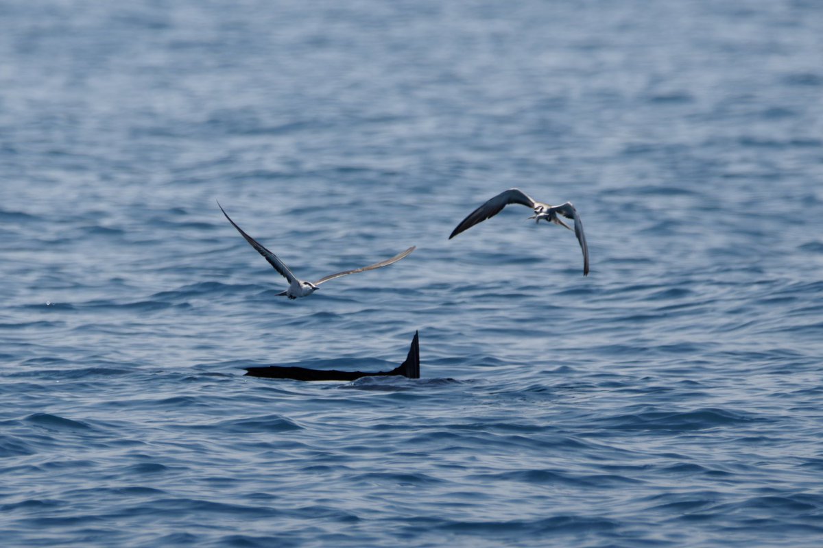 Max Licht tweet media