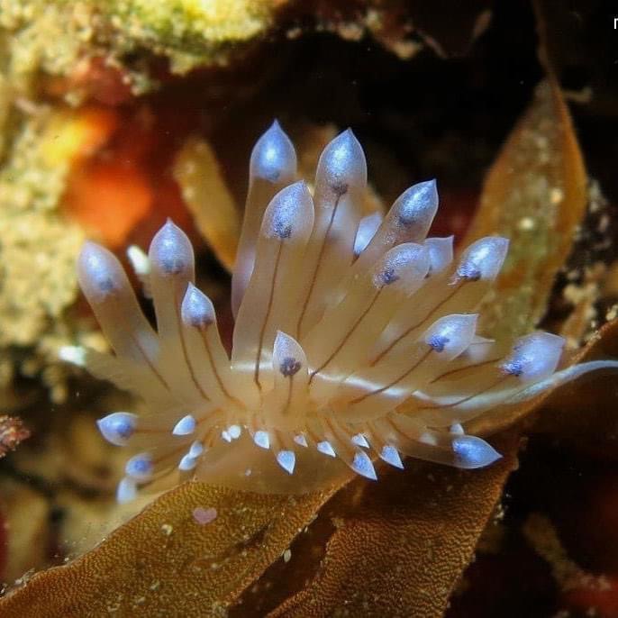 CostaBravaSub's tweet photo. 🐟SuperDive, l’escola de submarinisme de Tossa de Mar. Estan oberts tot l’any i el centre disposa d’àmplies instal·lacions i material Cressi en contínua renovació. Fan cursos de tots els nivells, des de batejos de mar fins a nivell d’instructor.

 #SuperDive #tossademar https://t.co/4XTHee2dhr