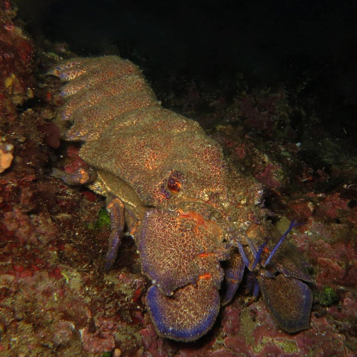 CostaBravaSub's tweet photo. 🐟SuperDive, l’escola de submarinisme de Tossa de Mar. Estan oberts tot l’any i el centre disposa d’àmplies instal·lacions i material Cressi en contínua renovació. Fan cursos de tots els nivells, des de batejos de mar fins a nivell d’instructor.

 #SuperDive #tossademar https://t.co/4XTHee2dhr