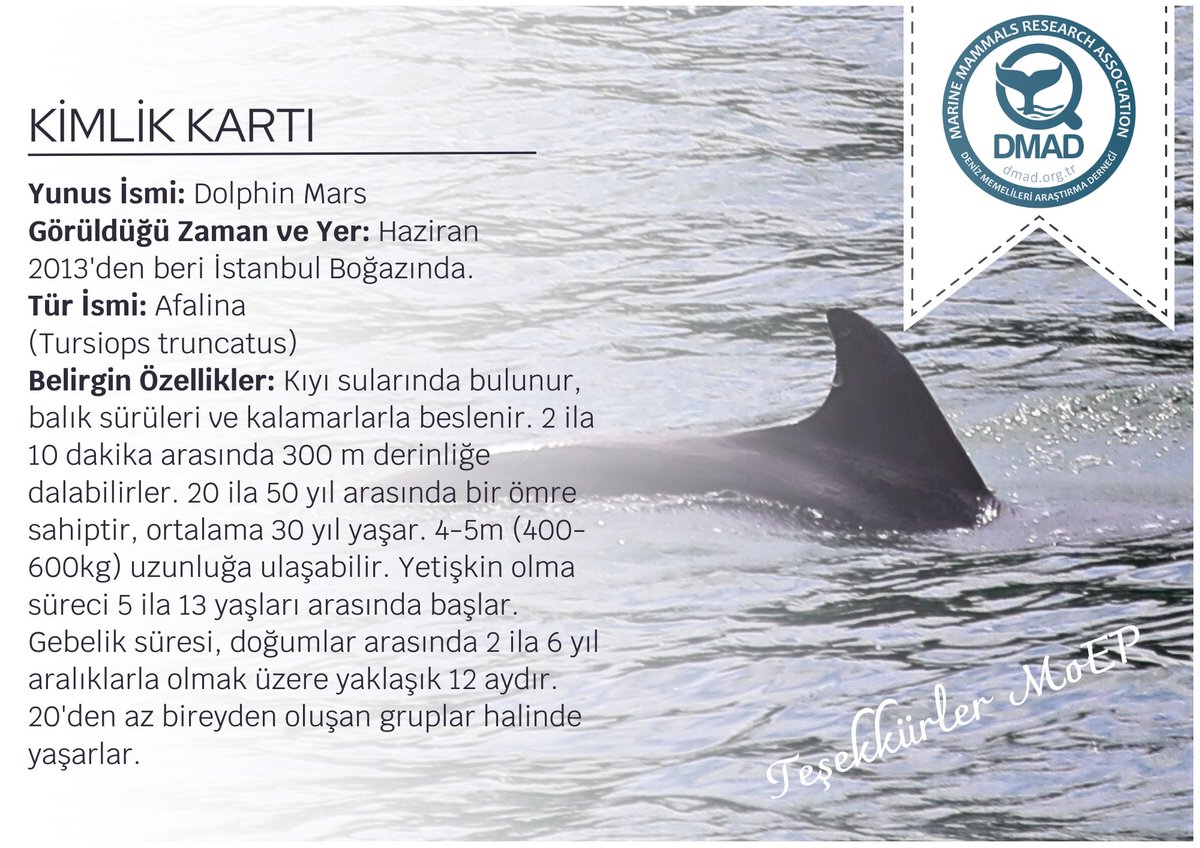 🐬MoEP Deniz Biyolojisi Araştırma Takımı (MARBIT) bir yunusu evlat edindi. Tanıştıralım, işte karşınızda ❤️"Dolphin MARS". Şu an ait olduğu yerde,  İstanbul Boğazında ve en önemlisi özgür! İşbirliği ve ilginiz teşekkürler <a href="/dmad_tr/">Deniz Memelileri Araştırma Derneği</a> 

#dolphin #dmad #MoEP #MARBIT #marinebiology