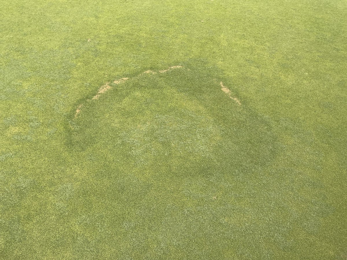 Fairy ring has been a challenge again this year.