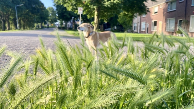 Gemeente maait op veel plekken ecologisch waardoor de grasaar groeit en uw hond kan verwonden -  diemernieuws.nl/l/340104
