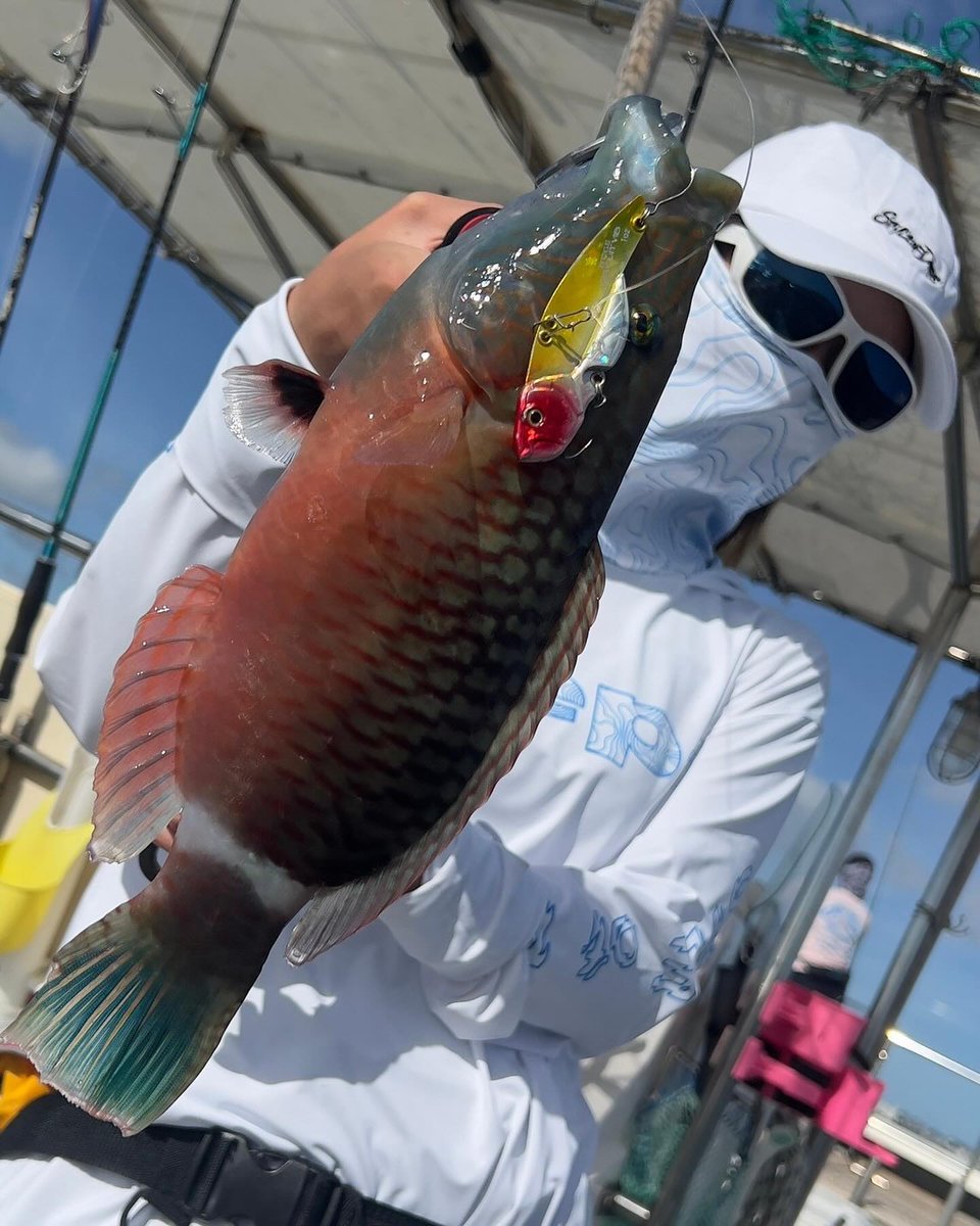 NicholeR83948's tweet photo. (顔面ほぼ隠れててすみません😂)
初めての那覇エリアでライキャス🎣✨
猛暑の中ぜーはー言ってましたが(笑)
12匹のお魚さん達が遊んでくれました☺️

#釣りガール #釣り女子ですっ #釣り好きな人と繋がりたい #船釣り好きな人と繋がりたい #船釣り #釣り船 #釣りフォト #釣り女 #釣女 #釣果 #釣りバカ https://t.co/xPTHG3Prdb