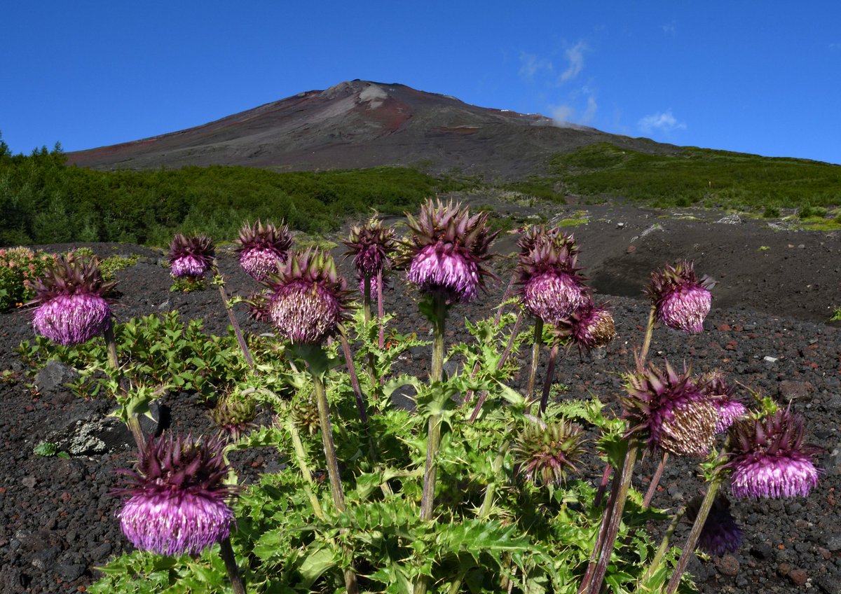 subashiri2021's tweet photo. 本日より富士山開山しております🗻
登山の際には十分に準備をしてお越しください！

#道の駅すばしり　#道の駅　#富士山　#富士登山 https://t.co/SMuHq8gXFw