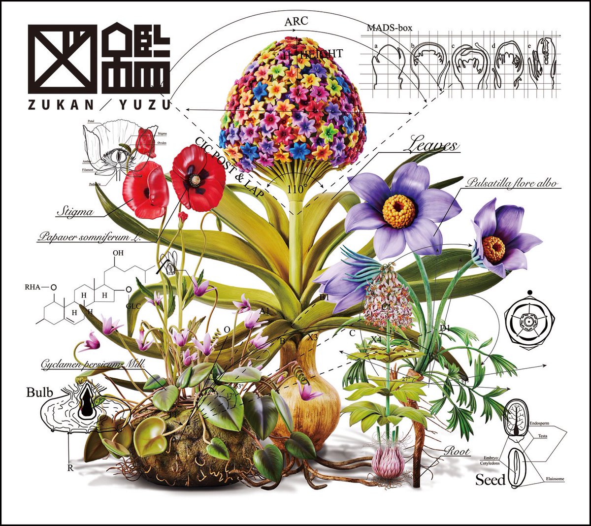 △ NEWS △ 💿2024.7.31(Wed.)Release ゆず NEW ALBUM “図鑑” アルバム