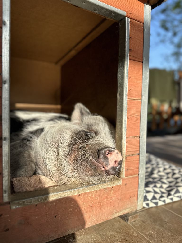ELTE researchers found that dogs, but not pigs, show attachment behaviors towards their owners, which suggests that domestication and human exposure aren't enough to create human-like attachment in companion animals. 🐷🐶
Read more here: nature.com/articles/s4159…