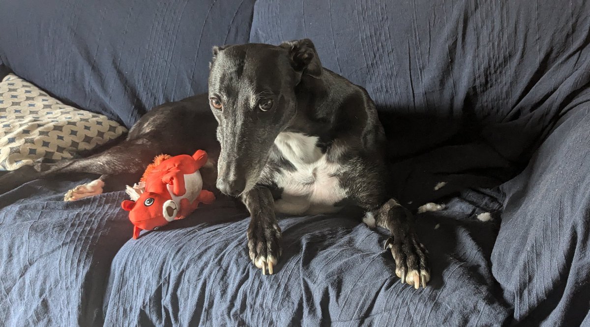 It is with profound regret and sadness that I inform you that Mr Squirrel exploded this morning during a routine nibble. My thoughts are with my other stuffed toys at this time. 
#Greyhound