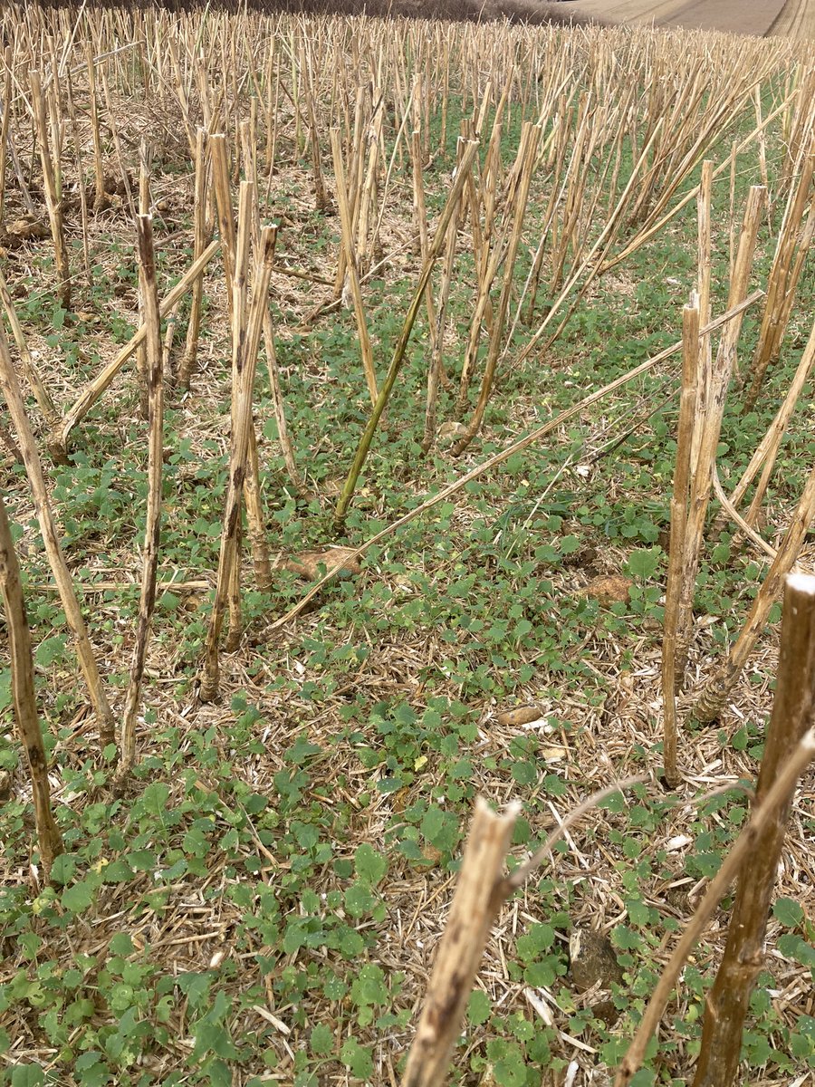 J’observe ce matin la tolérance à l’égrainage de ce colza <a href="/OlivierCOSTE2/">Olivier COSTE</a> avec ce n-ième orage ⛈️ .

Les repousses sont en place avec l’appui des Grouic 🐗

Les tracteurs 🚜 grattent ce matin. 

Mais quelle attitude adopter contre les baveuses <a href="/DESANGOSSE/">DE SANGOSSE</a> ?
