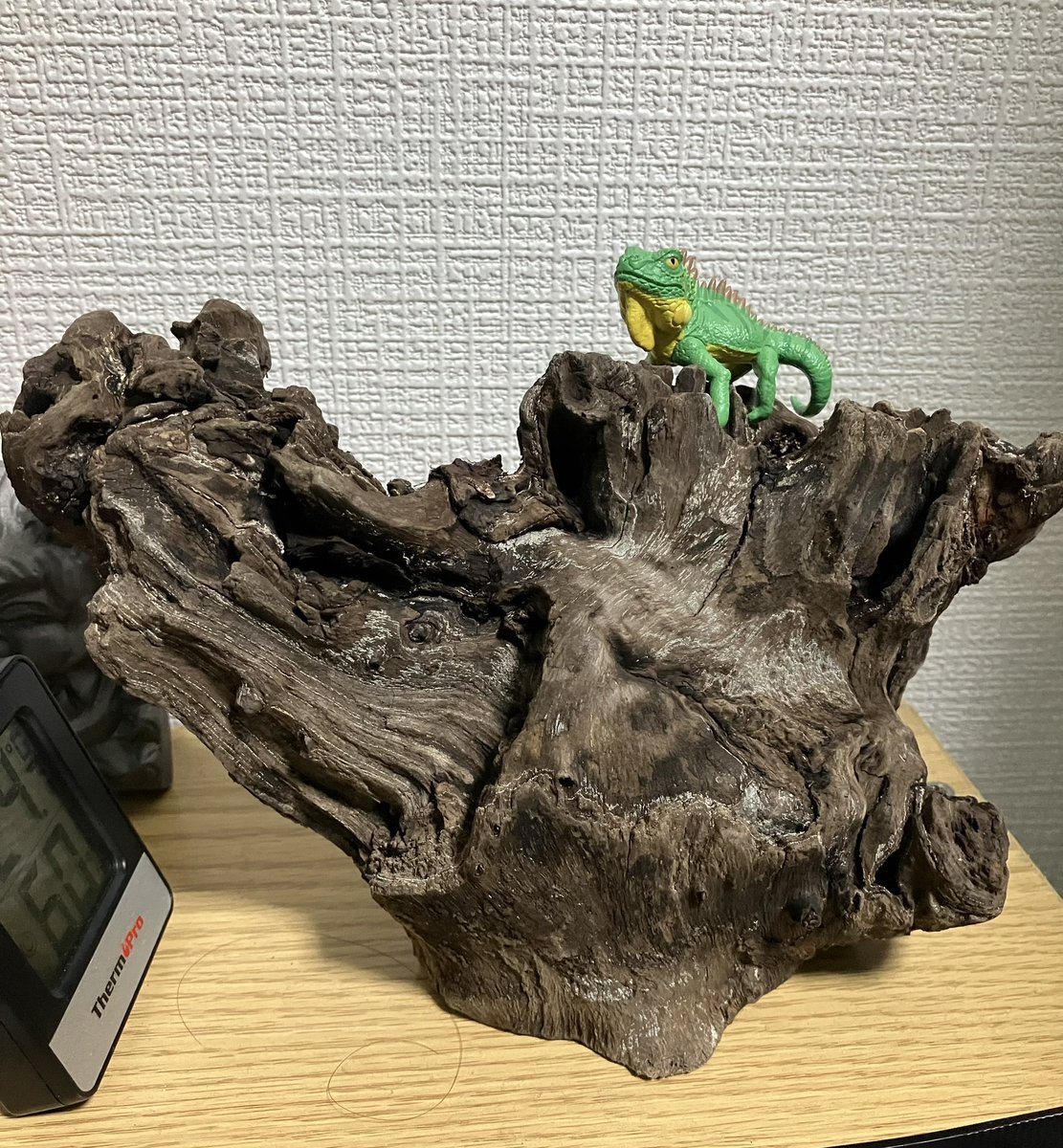 leopa_weiss's tweet photo. 流木は部屋のオブジェになりました🙋‍♂️

 #爬虫類好きさんと繋がりたい https://t.co/CM4gPwvrQO