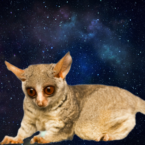 PubliFaune's tweet photo. Salut, c’est moi, le galago nocturne ! 🌙👀 Je passe mes nuits à sauter d’arbre en arbre et à chasser les insectes. 🦗🌴 La vie en haut des arbres, c’est le top ! 🌟 #GalagoLife #Nocturne #WildLifeRPG  https://t.co/Q7ZgOxjrW7 https://t.co/JffV14dvhn