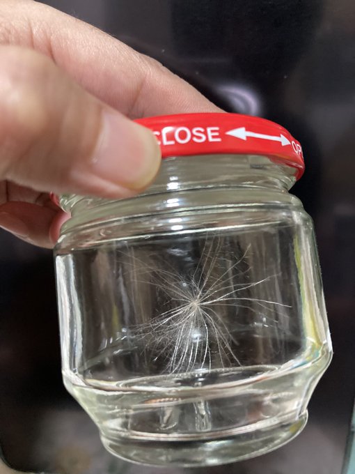 近所でケサランパサラン捕獲。 