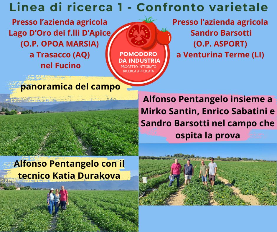 🍅Progetto pomodoro da industria.
🔬Linea di Ricerca 1 - Confronto varietale.
Presso le aziende agricole: Lago D'Oro (OP OPOA Marsia) e Sandro Barsotti (OP ASPORT)