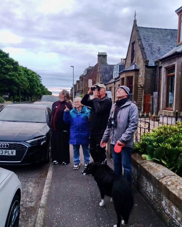 PerthshireWild's tweet image. We had a couple of fantastic #swift walks in Angus this week. In #Arbroath we had a screaming party of 19 - far bigger than expected - and found 2 new nest sites. What a night! They are all now on the #Swiftmapper. Floss was good at listening out for screaming parties 😀