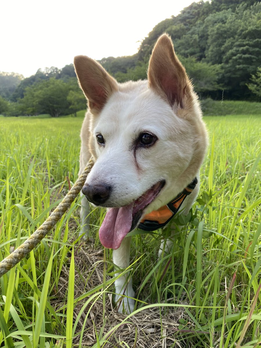こんばんは🐶
発作を起こしてから経過観察で行きつけの動物病院へ行ってきました！
経過観察になりました！
目が見えにくくなりましたが、チャッピーは元気で3日ぶりに💩ミッションも完了です💪
一安心です！
#犬のいる幸せ  #dogs #dog #15歳4ヶ月　#家族