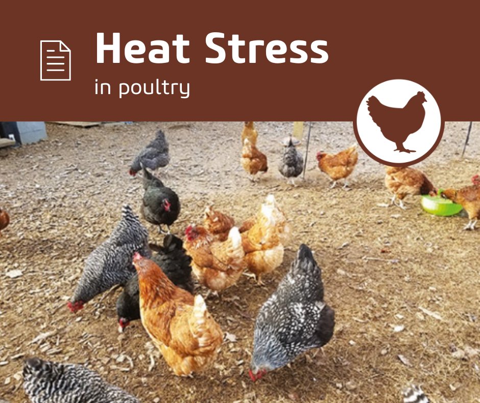 With summer finally in full swing heat stress can be a problem for poultry. Environmental temperatures over 28°C/82.4°F can cause heat stress, exacerbated when humidity is also over 80%. 

Check out this article on #vetlexiconavis.

bit.ly/3zGo0m8