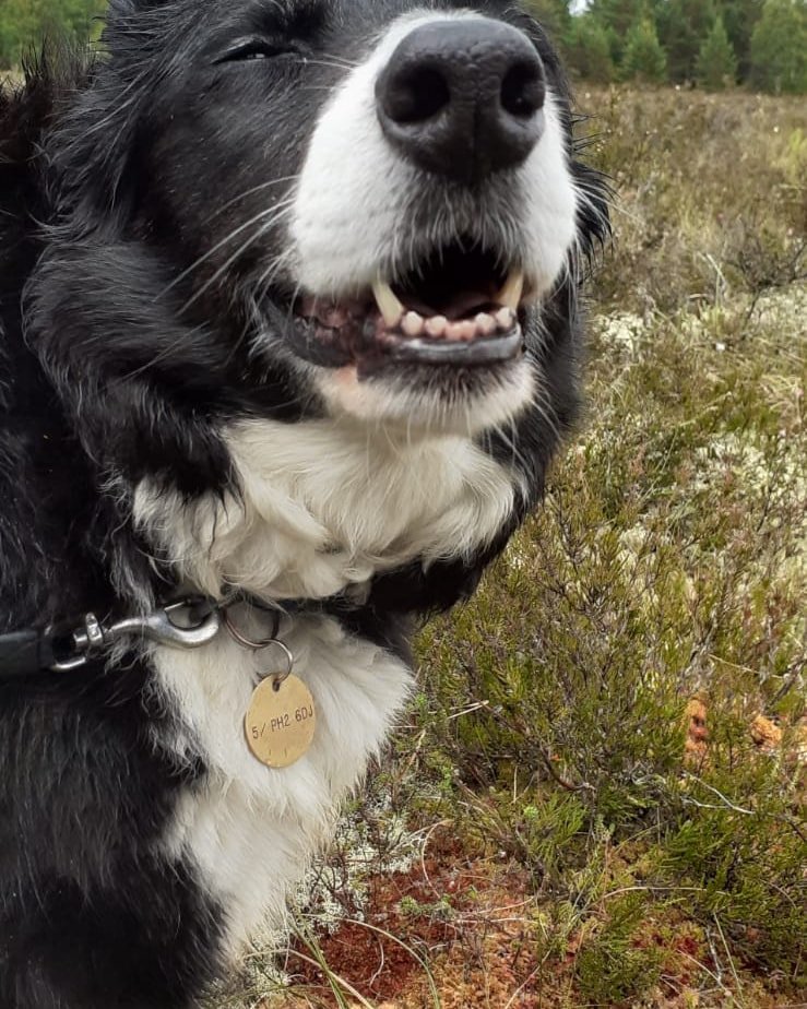 PerthshireWild's tweet image. We had a couple of fantastic #swift walks in Angus this week. In #Arbroath we had a screaming party of 19 - far bigger than expected - and found 2 new nest sites. What a night! They are all now on the #Swiftmapper. Floss was good at listening out for screaming parties 😀