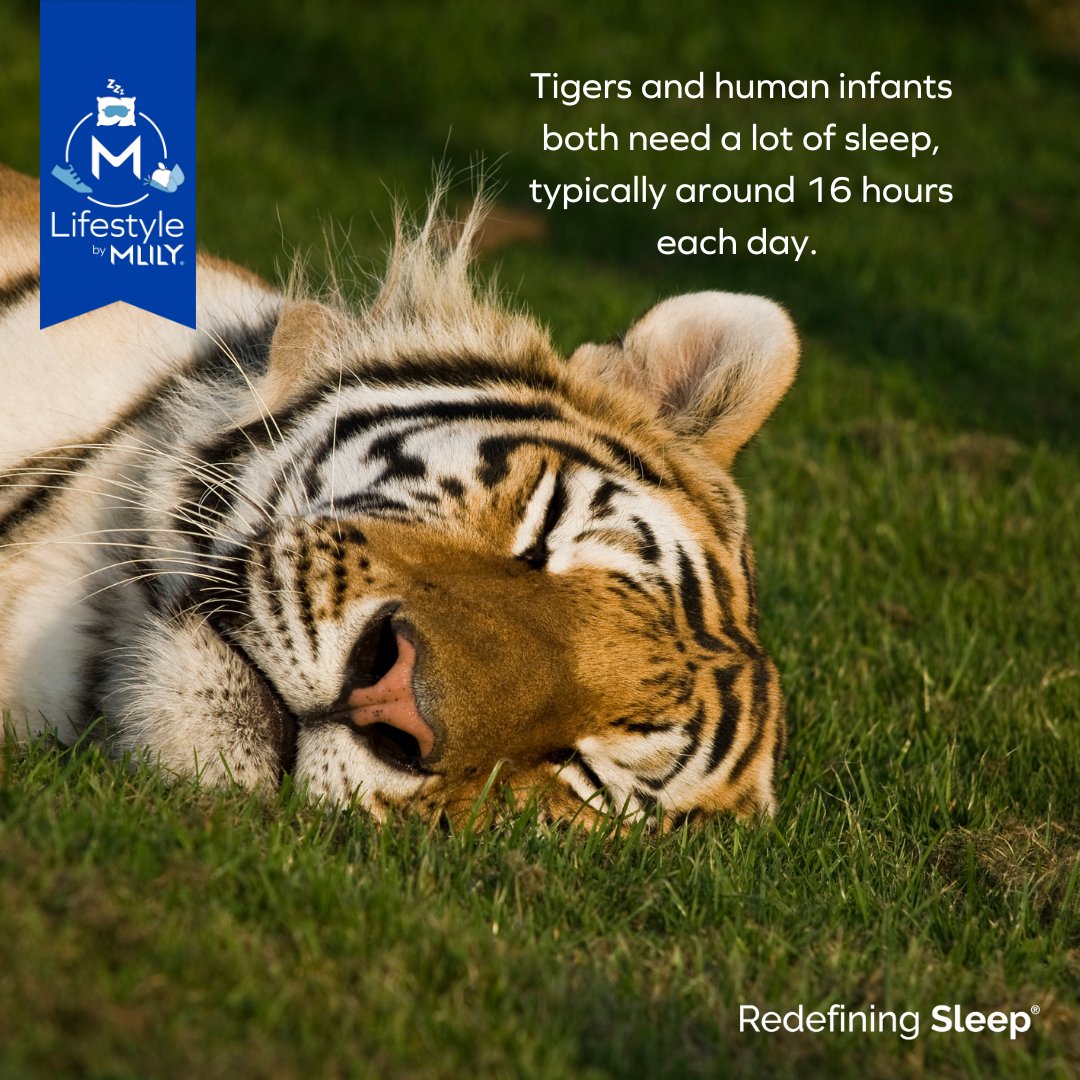 MlilyOfficial's tweet photo. The animal that sleeps the most, however, is the koala, which spends about 18 to 22 hours a day sleeping. 

#RedefiningSleep #mlily #sleep #comfort #bed #bedtime #sweetdreams #sleepblog #sleeping #sleepy #relax #health #goodnight #night #rest https://t.co/ay4DurVqd3