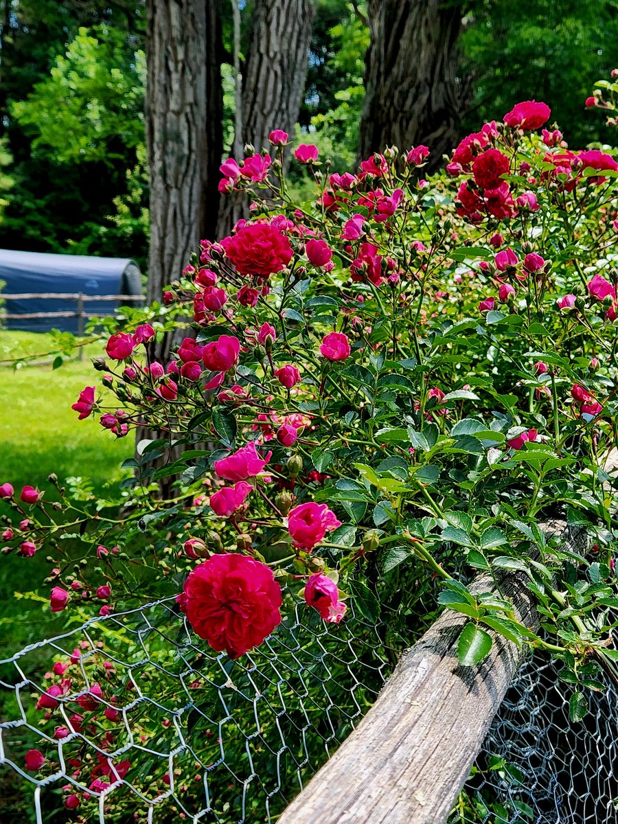 #RoseWednesday. Have your best day all.