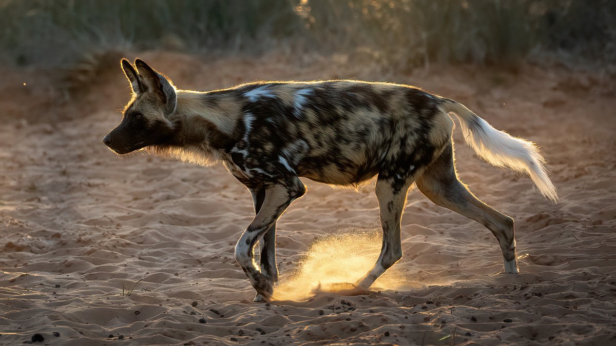 BiosphereExpeditions (@biosphereexped) on Twitter photo Wild dog discovery in Malawi and more: July e-zine now out > biosphereexpeditions.cmail20.com/t/j-e-gydiyjk-ā¦
Join us on the #Malawi #citizenscience #wildlifeconservation #expedition with <a href="/malawiwildlife/">Lilongwe Wildlife Trust</a> in September!
#biosphereexpeditions #lilongwewildlife #lilongwewildlifetrust #elephant #leopard Wild dog discovery in Malawi and more: July e-zine now out > biosphereexpeditions.cmail20.com/t/j-e-gydiyjk-ā¦
Join us on the #Malawi #citizenscience #wildlifeconservation #expedition with <a href="/malawiwildlife/">Lilongwe Wildlife Trust</a> in September!
#biosphereexpeditions #lilongwewildlife #lilongwewildlifetrust #elephant #leopard