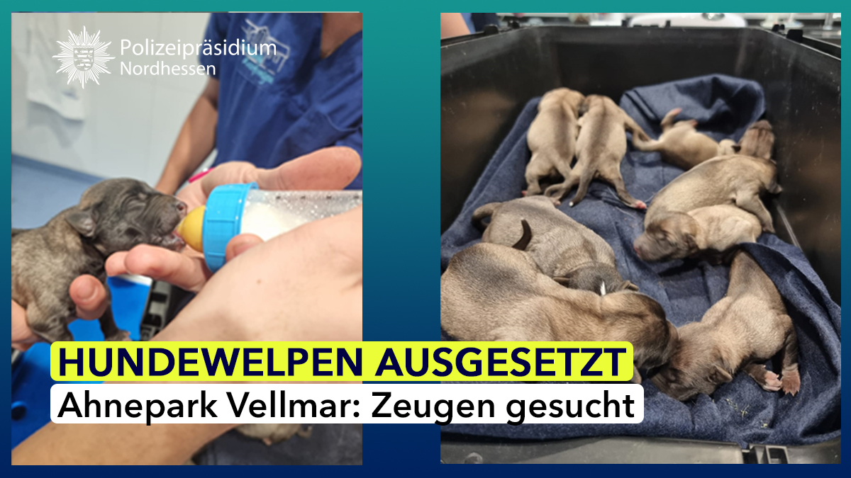 Polizei_NH's tweet photo. Ein Jogger rettete gestern Nacht in #Vellmar neun Hundewelpen, die offenbar im Ahnepark ausgesetzt wurden.
Unsere Kolleginnen & Kollegen vom Revier Nord brachten die Fellnasen in eine Tierklinik.
Wer hat rund um den Ahnepark verdächtige Beobachtungen gemacht oder kann Hinweise geben?
Mehr Details: ⤵
https://t.co/gnv8bWPfqk