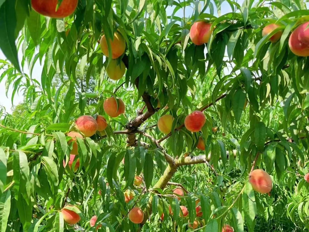 LinyiOfficial's tweet photo. Lanling county, #Linyi, is bursting with sweet, juicy peaches this summer. The vibrant orchards offer a delightful picking experience, drawing locals and tourists alike. #LinyiDevelopment #RuralVitalization https://t.co/tidWBOwhFl