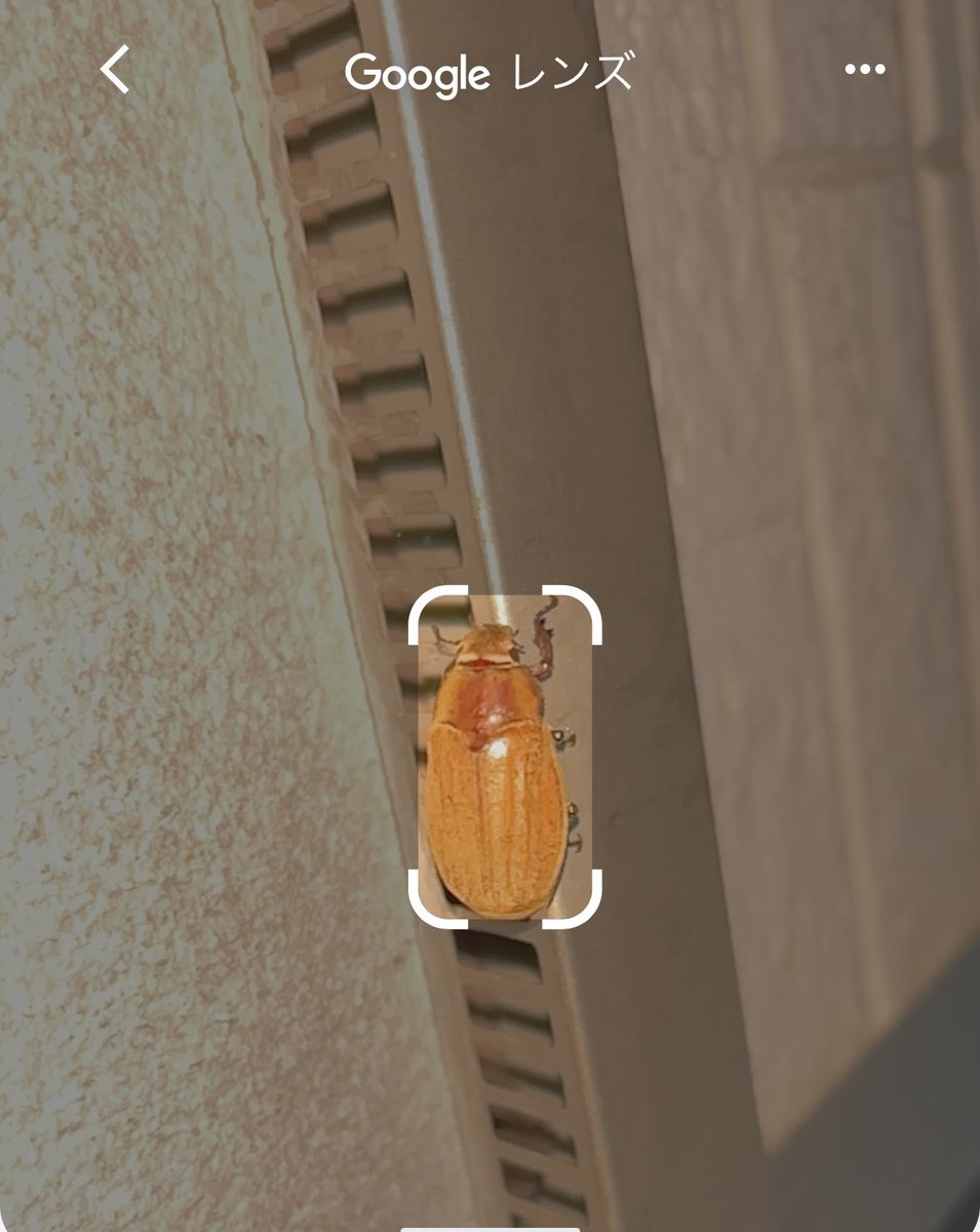 KTgame4's tweet photo. 家にいたこの虫、何か分かりますか？Googleレンズでも分からず… https://t.co/uy5c1FXdK6