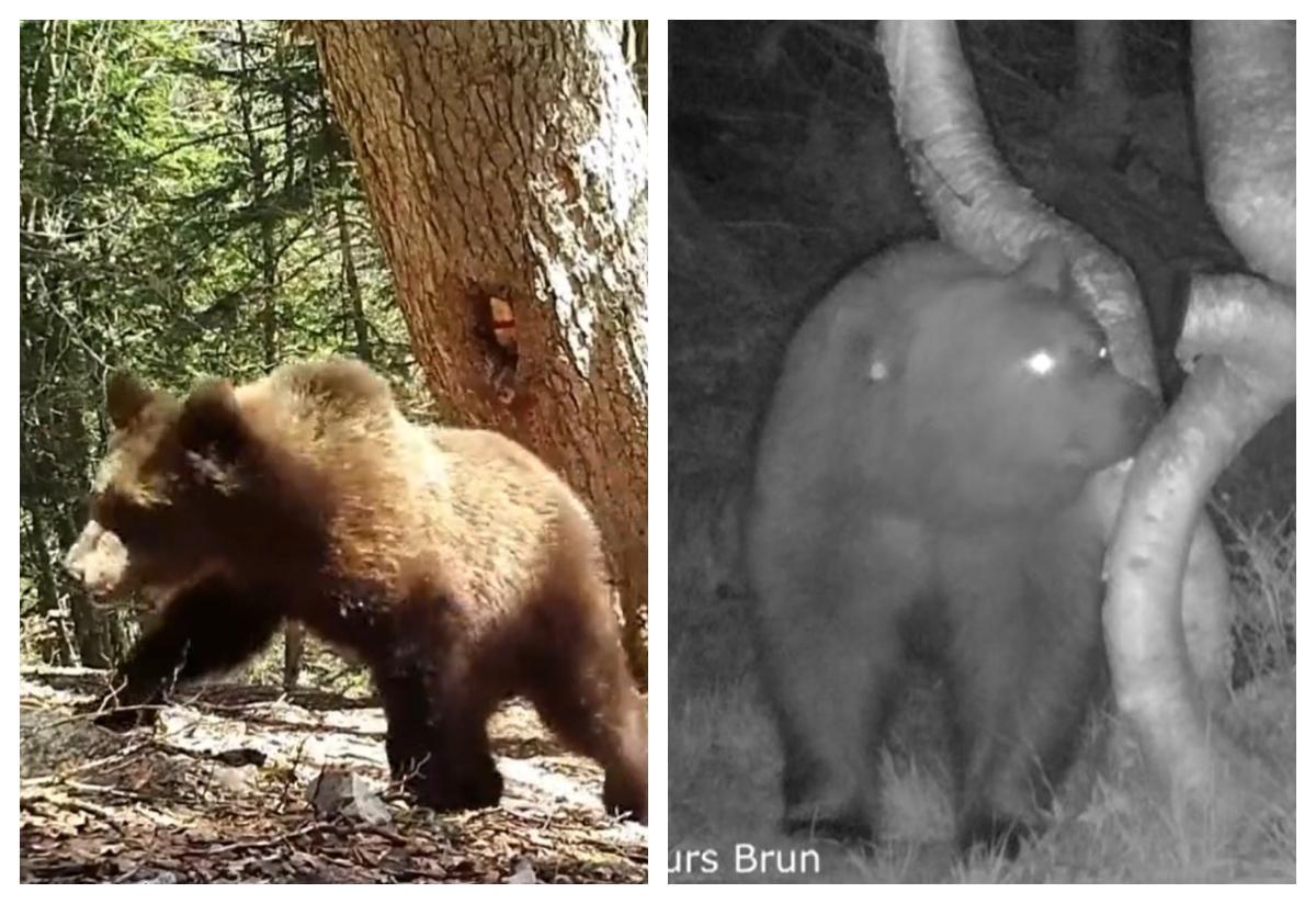 LaRepDpyrenees's tweet photo. [Vidéos] De nouvelles images des derniers oursons de Sorita en Béarn
 https://t.co/Wn1eOlPrF2 https://t.co/FzGhVLSdLF