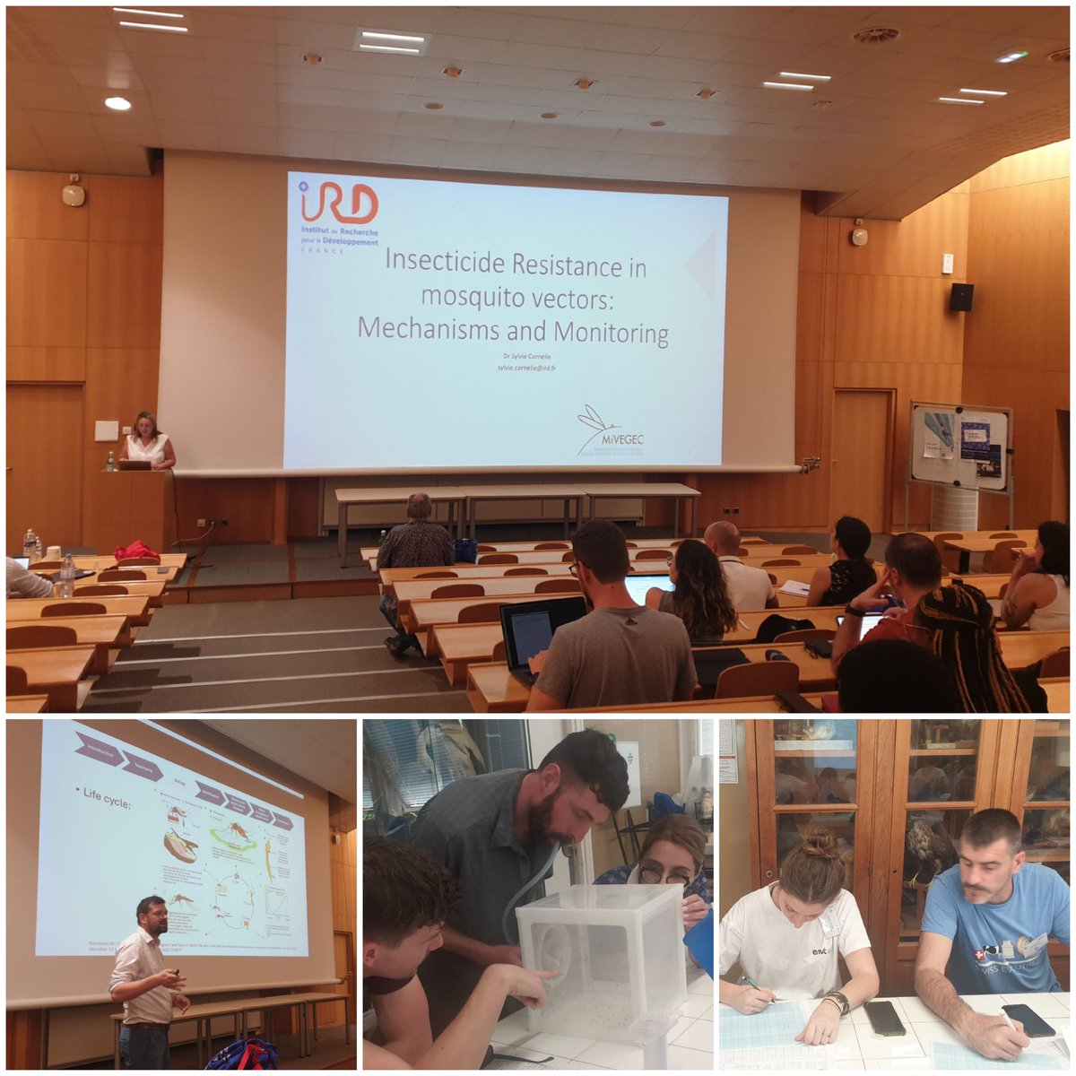 EBouhsira's tweet photo. Day 2 of #Entomology Summer course: #mosquito and #mosquitoborne pathogens under a #OneHealth perspective with focus on insecticide #resistance and #vectorcontrol: from theory to practice https://t.co/g2u2lj7uxI