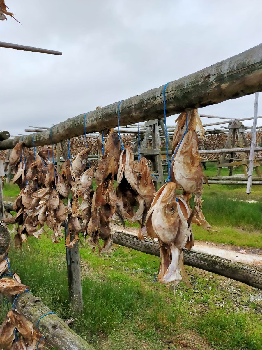 SamWardAcad's tweet photo. An Icelandic delicacy, dried fish heads for snacks or soup.  #SWAIceland2024 https://t.co/etnaaZlb0K