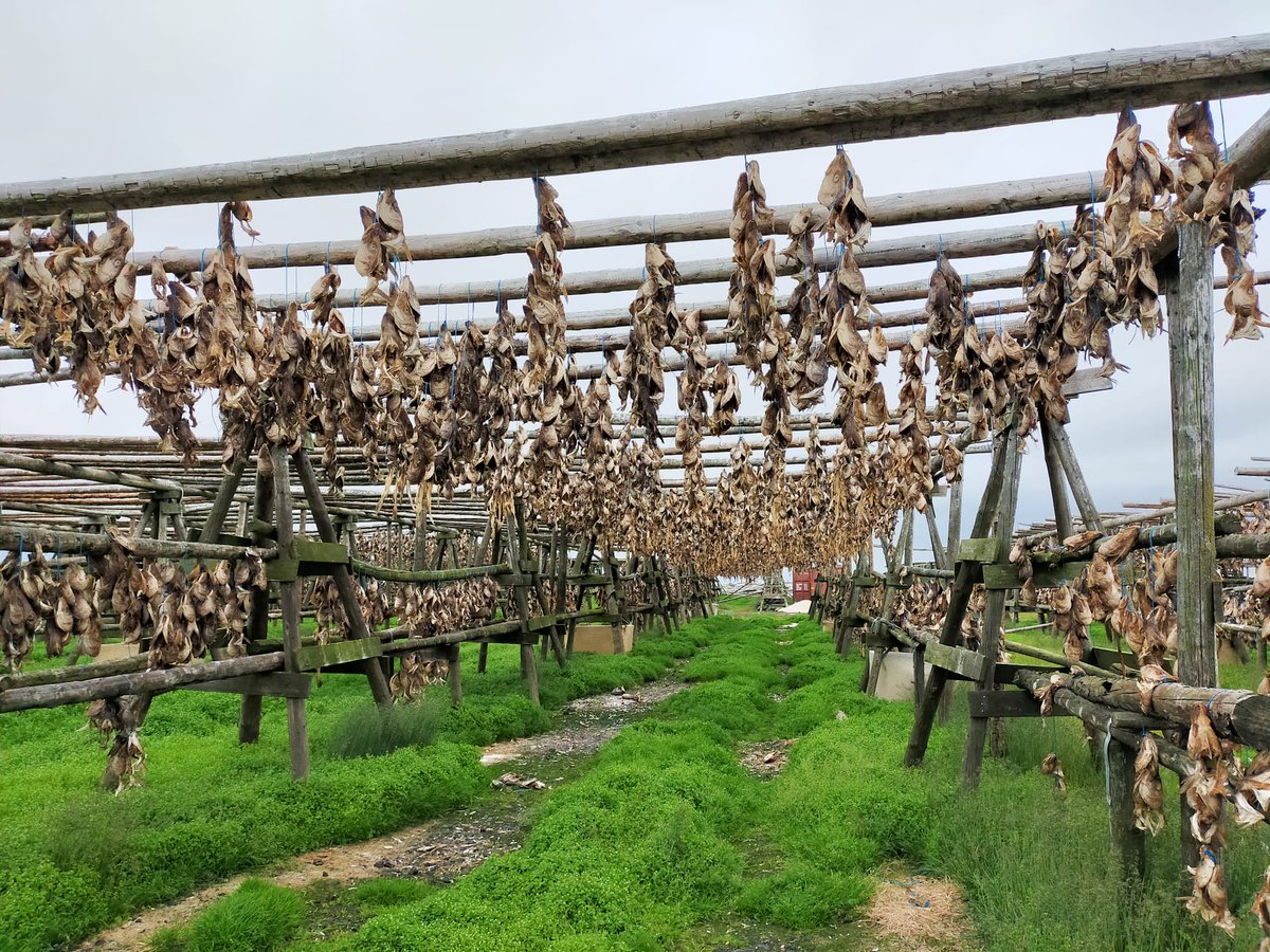 SamWardAcad's tweet photo. An Icelandic delicacy, dried fish heads for snacks or soup.  #SWAIceland2024 https://t.co/etnaaZlb0K