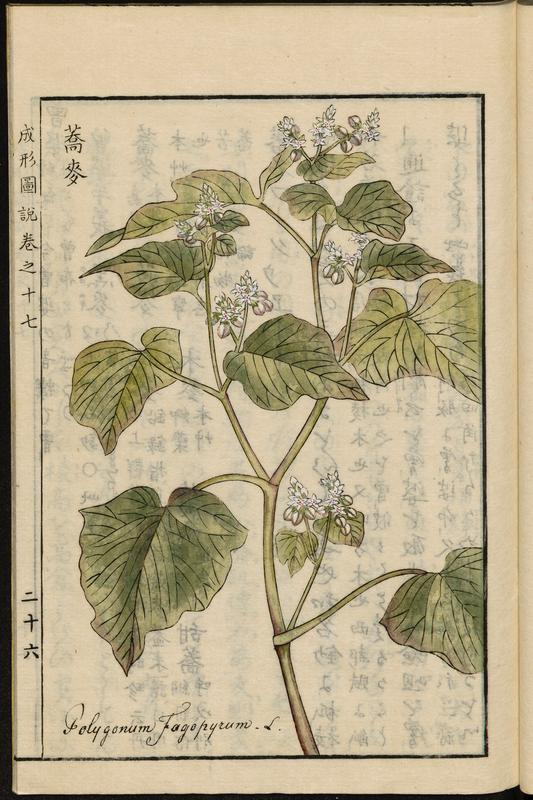 日本列島へのソバの伝来は縄文時代に遡るとされ、文献上では奈良時代に曾波牟岐(そばむぎ)もしくは久呂無木(くろむぎ)の名で、干害に備えて栽培が命じられたとする。ソバは湿潤環境に弱い反面、乾燥に強いため救荒作物として栽培された。