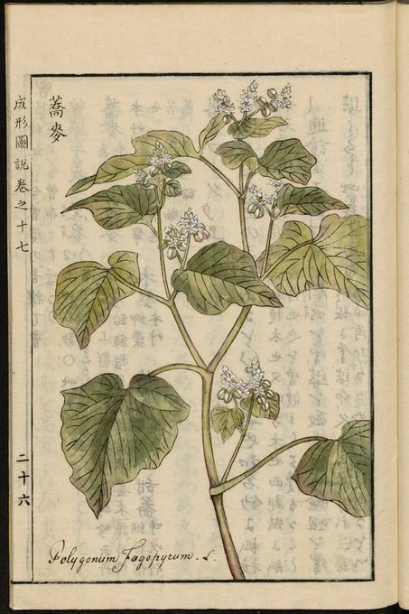 日本列島へのソバの伝来は縄文時代に遡るとされ、文献上では奈良時代に曾波牟岐(そばむぎ)もしくは久呂無木(くろむぎ)の名で、干害に備えて栽培が命じられたとする。ソバは湿潤環境に弱い反面、乾燥に強いため救荒作物として栽培された。