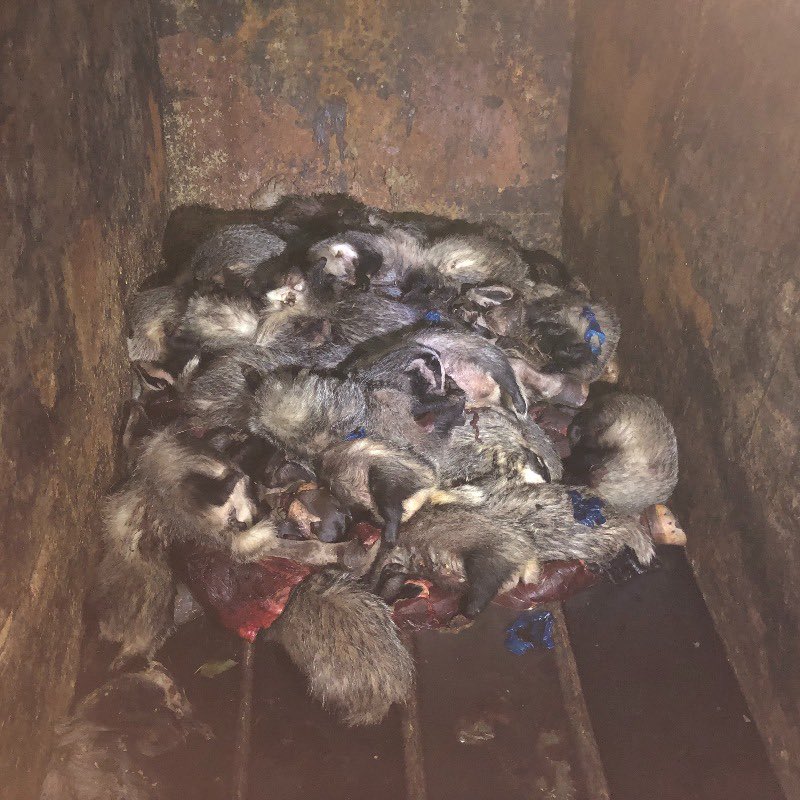 Protect the Wild (@protectthewild_) on Twitter photo Surely <a href="/UKLabour/">The Labour Party</a> does not want this senseless killing to continue?!
The badger cull is a disgrace. The below image was taken from our undercover investigation into the handling of culled badgers.
RT if you agree the badger cull MUST end NOW!
<a href="/SteveReedMP/">Steve Reed MP</a> Surely <a href="/UKLabour/">The Labour Party</a> does not want this senseless killing to continue?!
The badger cull is a disgrace. The below image was taken from our undercover investigation into the handling of culled badgers.
RT if you agree the badger cull MUST end NOW!
<a href="/SteveReedMP/">Steve Reed MP</a>
