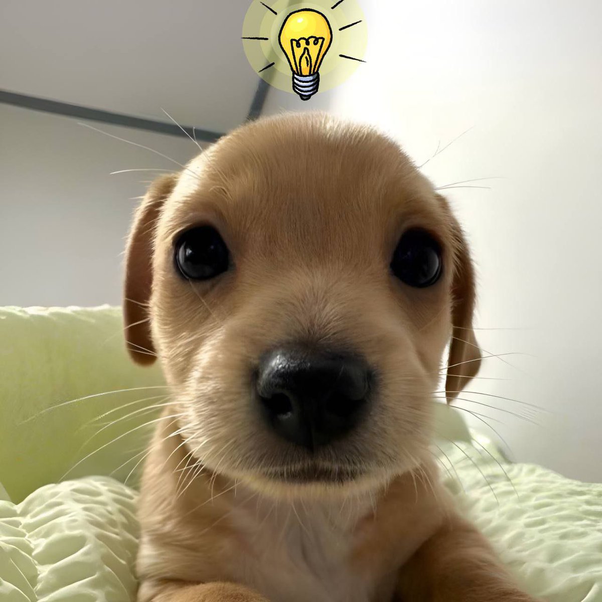 _BillyBSC's tweet photo. $Billy is smart he's Crypto Commander!!
Let's see how he is 👇 

a. Rinse jeets.
b. Hold with diamond hands.
c. Achieve ATHs daily.      
     Investors: 'Teach us more, Crypto     Guru $Billy!' 🐾📈" @binance @BNBCHAIN #meme #BNB #BSCChain https://t.co/QGp2ThRE0u