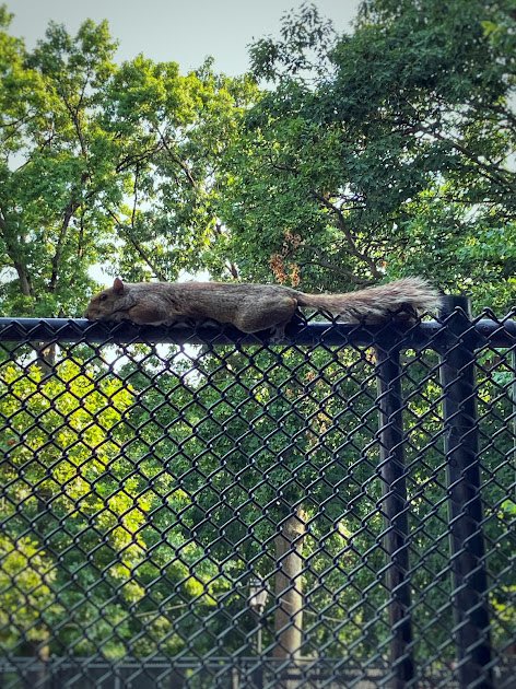 Clyde Squirrel (@clyde_squirrel) on Twitter photo 