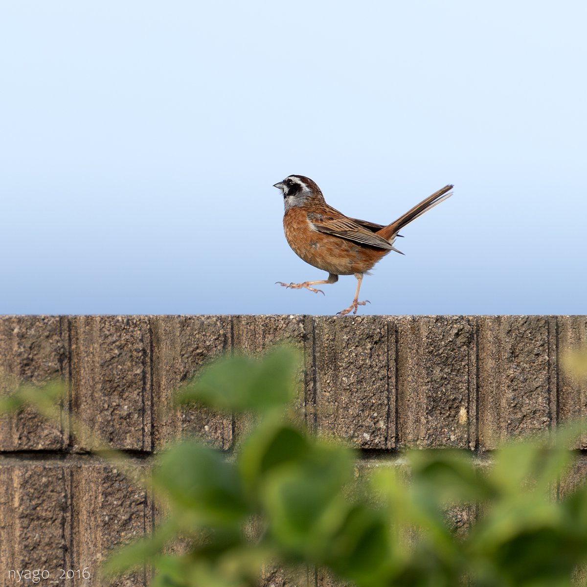 nyago_2016's tweet photo. ランララ~ン♪
#ホオジロ #MeadowBunting #鳥 #野鳥 #bbird #wildbird #step https://t.co/PoDqduhxum