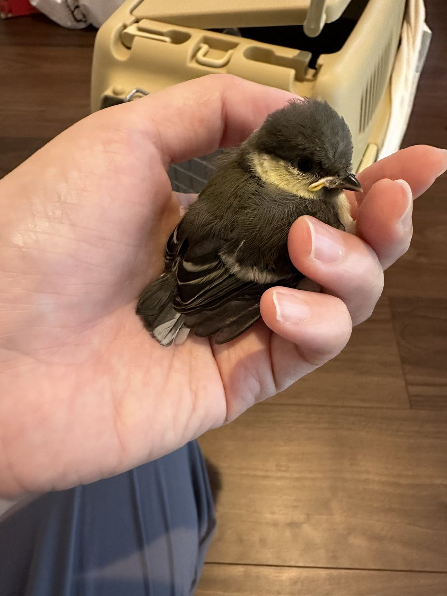 シジュウカラの子供を保護しました。
お母さんと離れうまく飛べず、車にひかれそうでした。
野鳥病院に行ってご飯、お水をあげてもらい、アドバイスを受けました。
ケガ、病気はなく元気です😊
今日は家で一晩お泊まりし、明朝に発見現場近くの公園に放します🕊️

#シジュウカラ
#野鳥保護