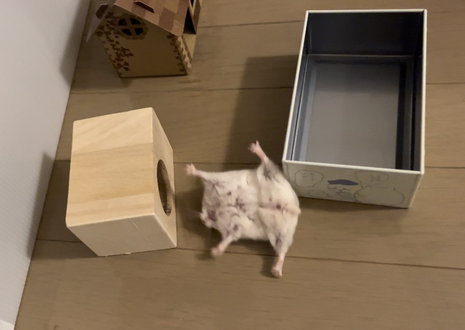 もっちゃんの秘密基地 tweet media