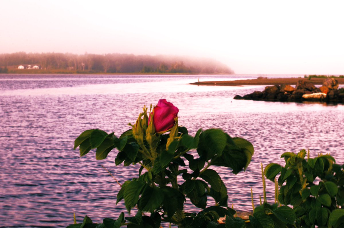 🌞Happy #RoseWednesday … if you look 👀 closely  you can see a #BlueHerron in the background 😎
#EastBaySandbar #visitCapeBreton #sunrise #NaturePhotograhpy #Amaturephotography #WednesdayMotivation