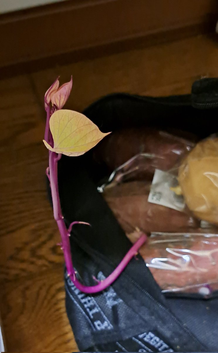最近根菜系使ってなかったんで見たらサツマイモが元気に生やしてた。
疲れてるのもあってかコイツが元気に呑気に草生やしてるの普通に腹立ってきた。