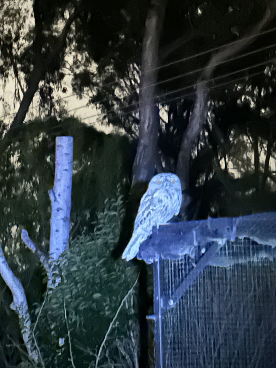 Owen Atkin tweet media