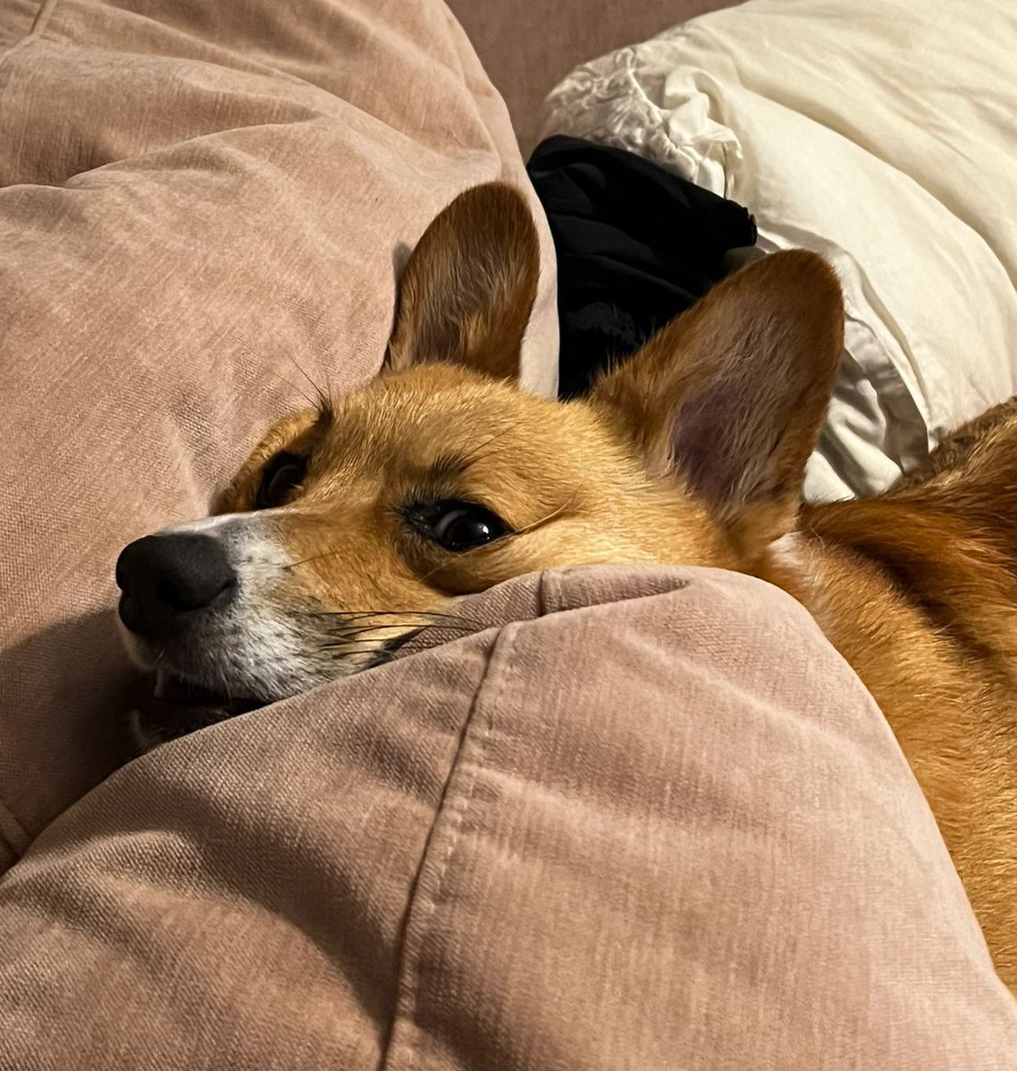 🍖 Harriet Sugarcookie 🍖 tweet media