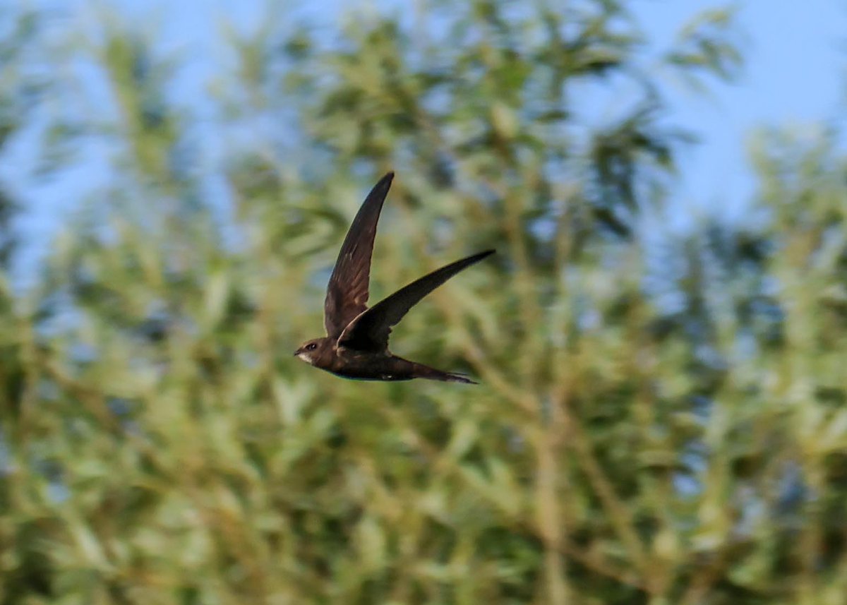 David Fox tweet media