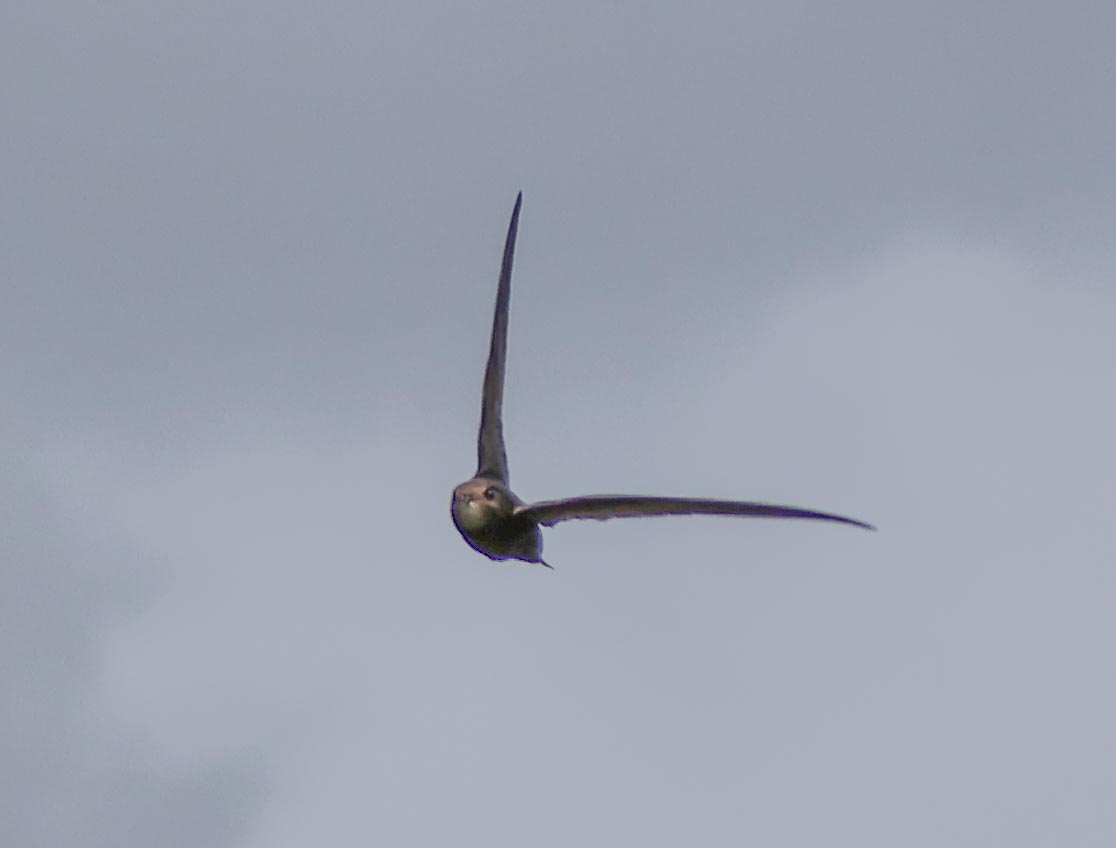 David Fox tweet media