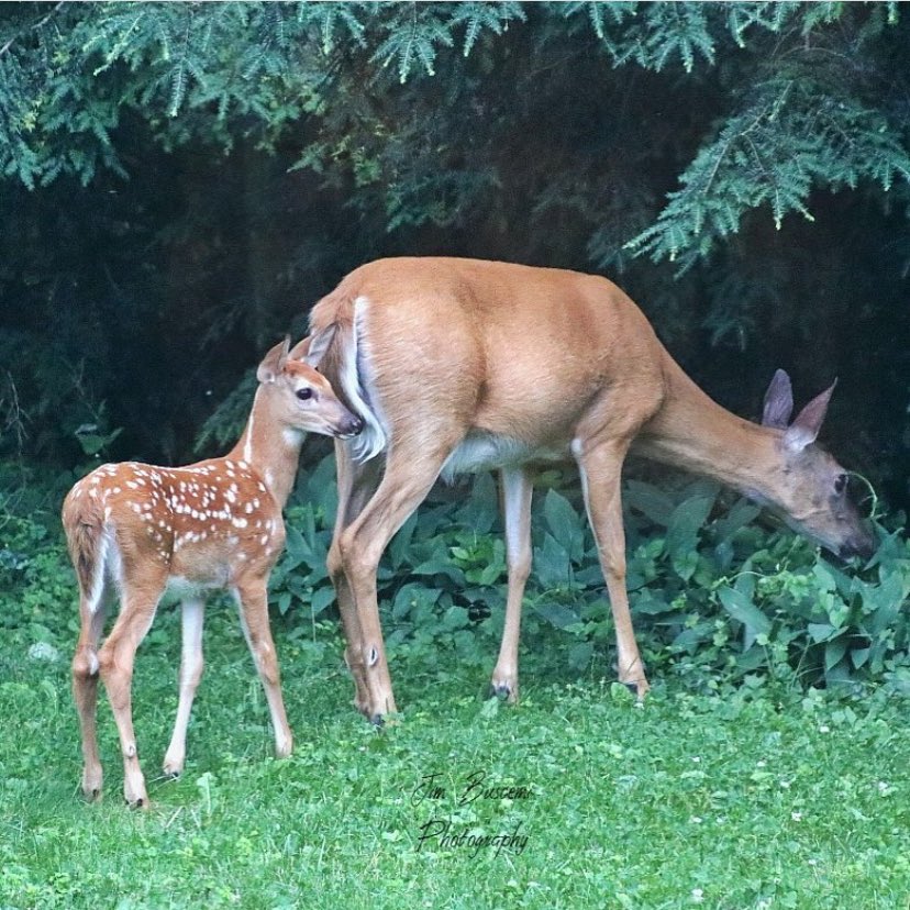 Jbusc33's tweet photo. #deer #doe #fawn #beautiful #portrait #searchingforfood #pictures_to_keep #wildlifephotography #just_newyork @News_8 @13WHAM @news10nbc @shutterbugpix @bhphoto @ROCTopShot #roc_photographer_of_the_day https://t.co/ln73MwPAK7