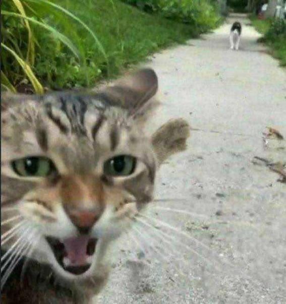 Whispeliary's tweet photo. ✎ᝰ #promotwt 🌻
     Looking for moots!!

🦈—Aspen/fifteen/ He/him trans.
  ⤷ Hypmic, Wbns, 19 days, ORV, Milgram, Sharks. 
ENG/ESP
DNI: Basic Dni. 

Dms Open!!
──♡ / ↻ to be mutuals
#hypmictwt https://t.co/l8GScInEAX