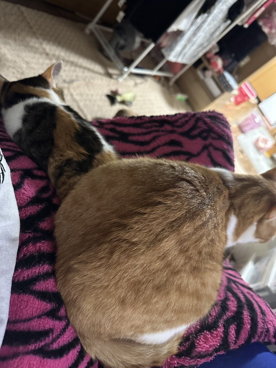 machushama's tweet photo. おでぶちゃん🐈 https://t.co/PkuOiN9EJd